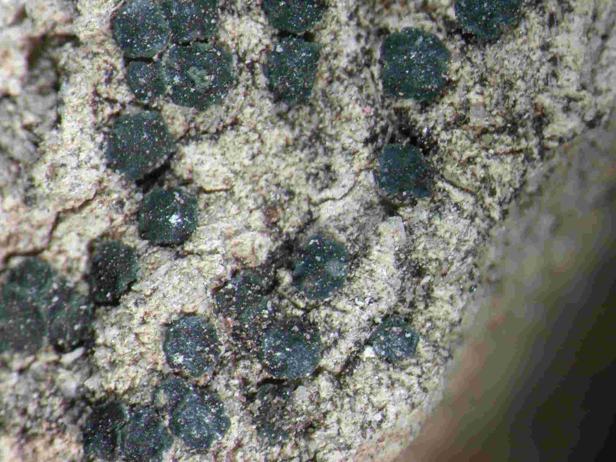 [Lecidella sp. B]